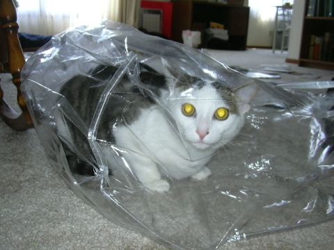 Space Cat!