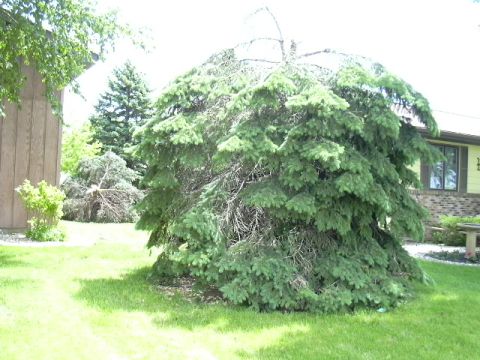 The evergreen in our front yard