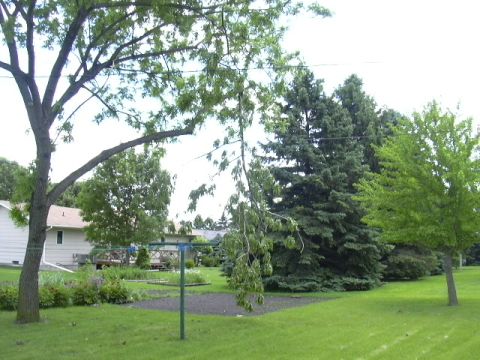 A branch dangling in the backyard