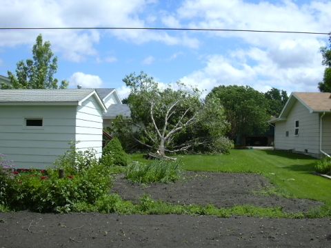 Our neighbor's tree