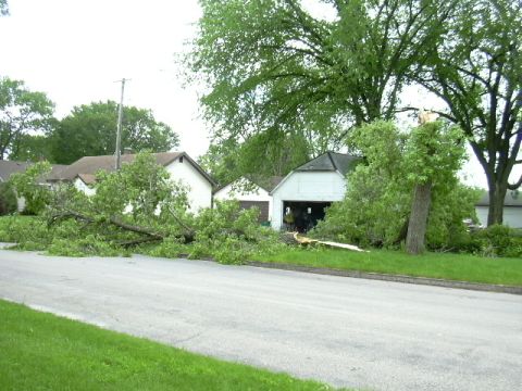A tree in town