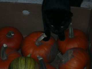Edda inspecting the pumpkins