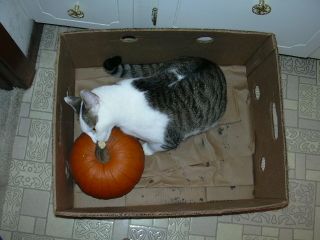 Freya choosing her pumpkin