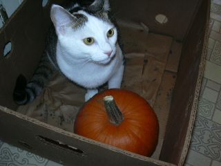 Freya annexing the pumpkin pen