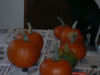 Edda inspecting the washed pumpkins