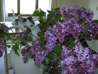 Freya the Lilac Fairy