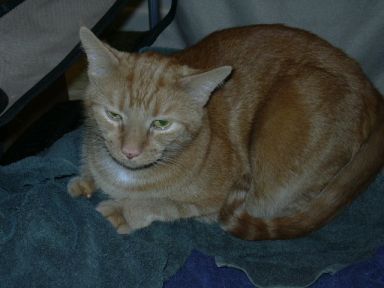 The bestest office cat in the world