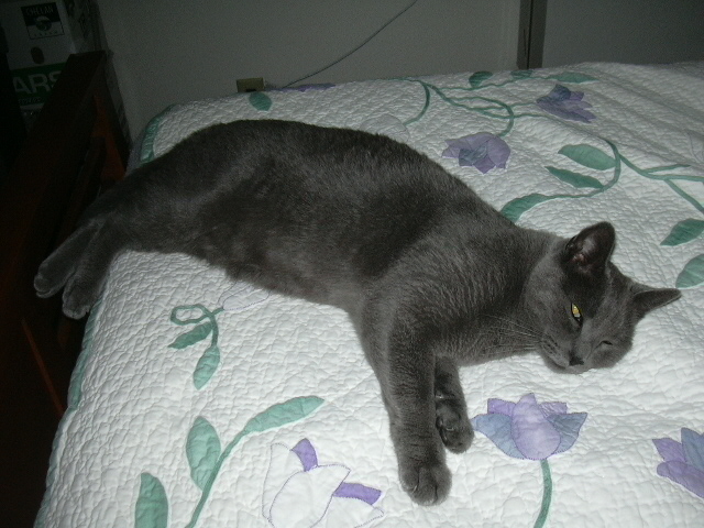 Homer the gray Pooh Bear cat